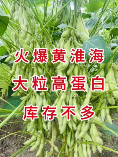 亩产700斤，种豆就选它！ #三农流量扶持计划 #抖音助农 #产量特别高 #大豆种植 #农业种植