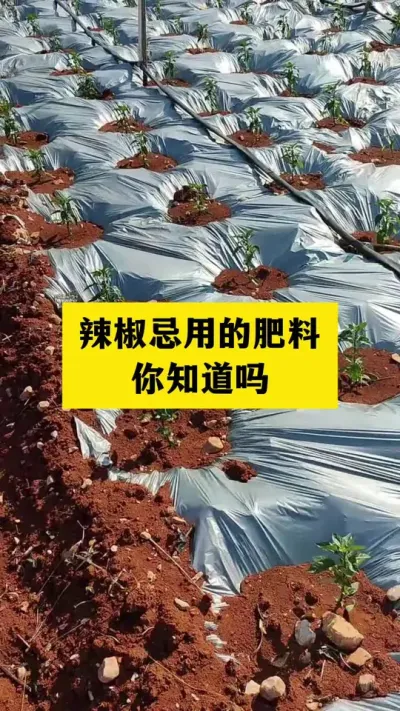 辣椒忌用的肥料你知道吗#农业种植 #三农服务 #种植小技巧