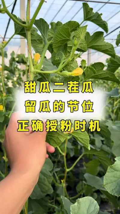 甜瓜二茬瓜，留瓜节位，正确授粉时机！#甜瓜种植 #甜瓜 #甜瓜授粉#甜瓜二茬瓜 #甜瓜留瓜