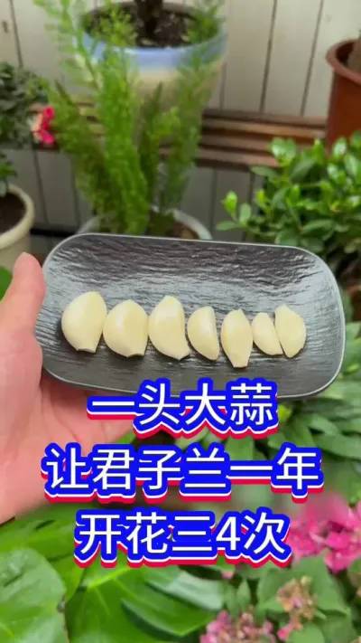 让君子兰开花的技巧#君子兰 #英子园艺 #养花小知识