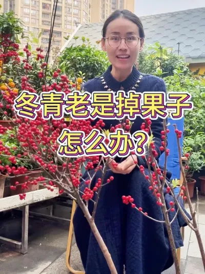 冬青老是掉果子怎么办？ #养花小知识 #爱生活爱养花 #花卉绿植 #冬青 #种植小技巧