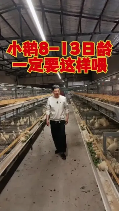 小鹅8~13日龄，一定要这样喂才安全。#养鹅 #鹅苗 #养鹅技术 #狮头鹅 #养鹅人