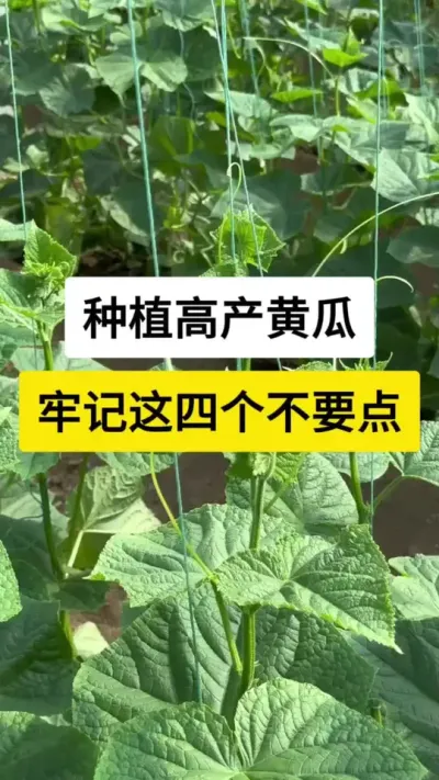 种植高产黄瓜，牢记这四个不要点 #黄瓜高产种植 #黄瓜 #黄瓜种植与管理 #服务三农支持三农 #三农