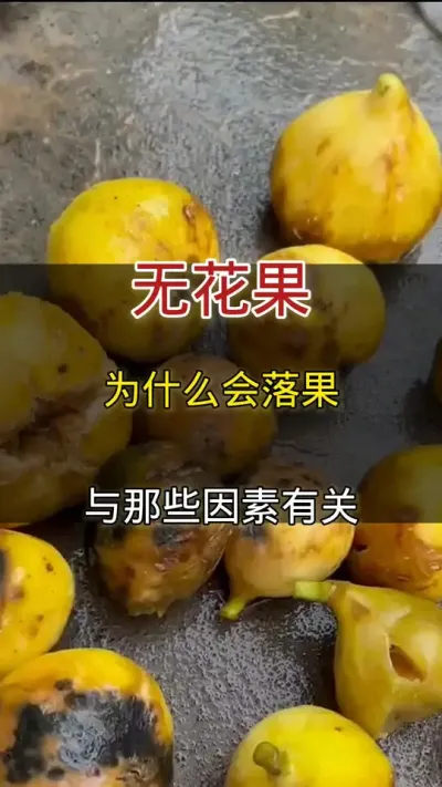 无花果为什么要落果#无花果#种植小技巧