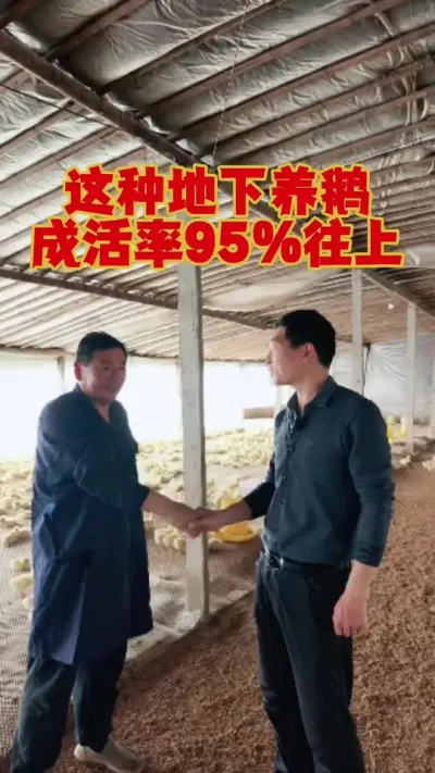 这种地下育雏养鹅，成活率能达到95%以上。#鹅苗 #狮头鹅 #养鹅 #养鹅技术 #科学养鹅