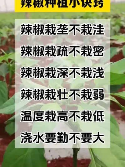 辣椒种植有诀窍#抖音助农 #三农 #分享农业知识帮农民增产增收