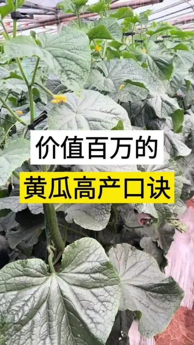 价值百万的，黄瓜高产种植口诀 #黄瓜 #黄瓜种植 ##黄瓜高产种植 #黄瓜管理技术 #农业种植技术