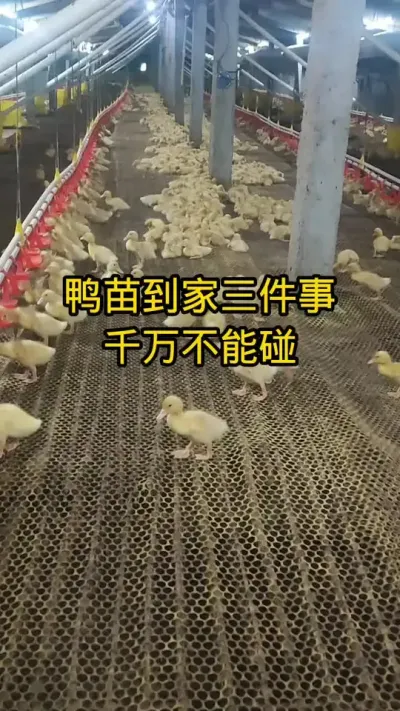 #养鸭 #养鸭技术 #鸭子 #养鸭流程
