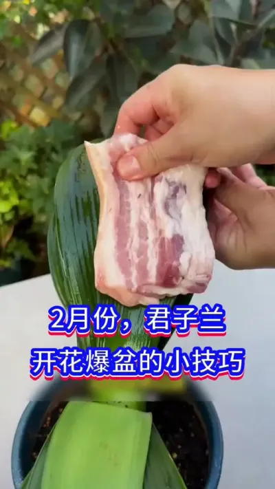君子兰开花不断的小技巧#君子兰 #养花小知识 #英子园艺