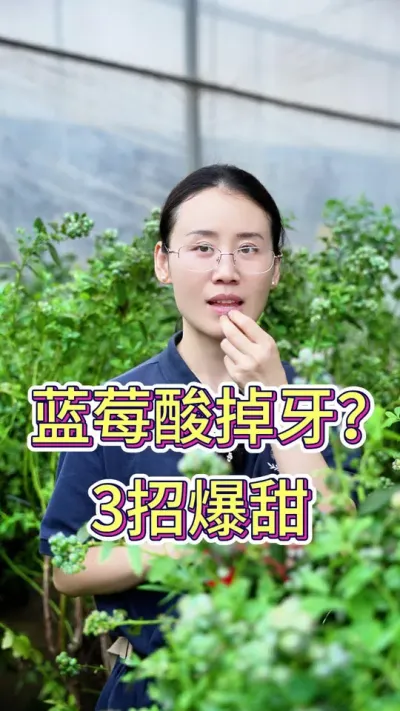 蓝莓酸掉牙？3招爆甜#蓝莓种植 #蓝莓 #养花小知识 #养花人的乐趣 #花卉绿植