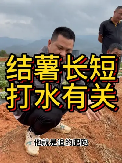 红薯条形长短可以用滴水控制#农业种植 #红薯种植 #红薯种植技术 #节点施肥 #农业种植技术