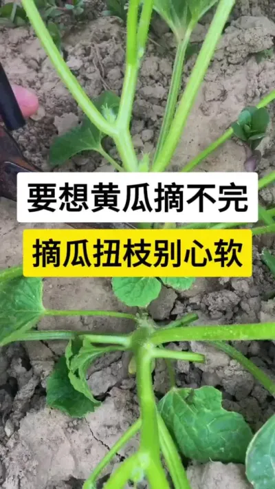 要想黄瓜摘不完，摘瓜扭枝别心软 #黄瓜 #黄瓜高产 #黄瓜种植技术 #黄瓜病害防治 #三农