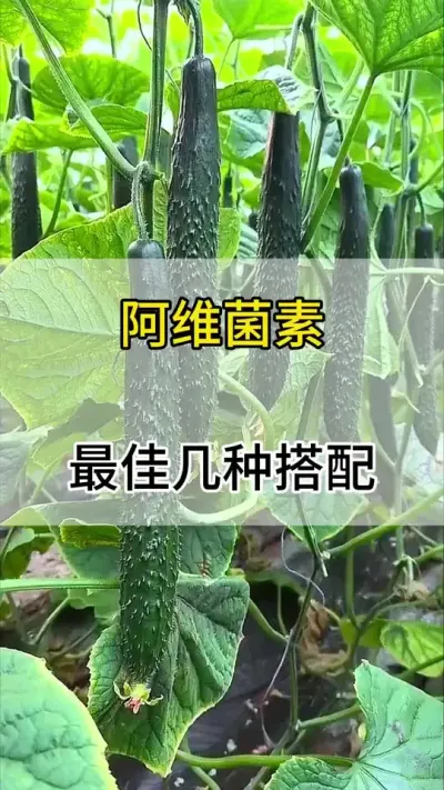 阿维菌素最佳几种搭配#黄瓜 #黄瓜种植 #服务三农支持三农 #阿维菌素  #助力三农
