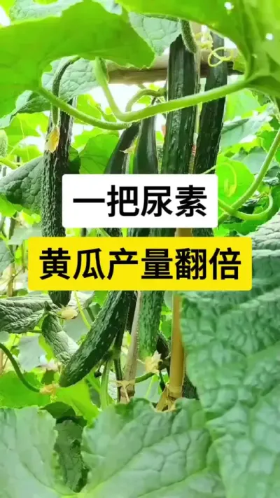 一把尿素，黄瓜产量翻倍 #黄瓜高产 #黄瓜 #黄瓜种植 #黄瓜种植技术 #农业种植技术