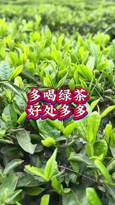 #抖音助农扶农 #春茶采摘 #茶树 #茶树种植技术与管理 #召唤茶友