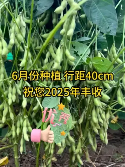 祝您2025年丰收 #服务三农支持三农 #抖音助农 #大豆 #大豆高产 #高产大豆