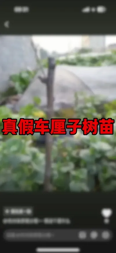 做人要有良心#车厘子树苗 #大樱桃管理#果树管理 #