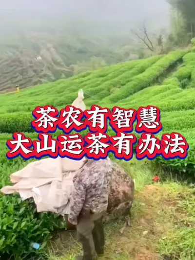 #抖音助农扶农 #茶农 #服务三农支持三农 #茶树种植技术与管理 #茶