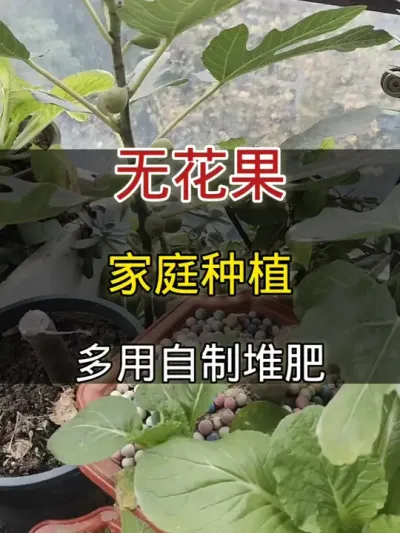 无花果家庭种植多用自制有机堆肥#无花果 #种植小技巧