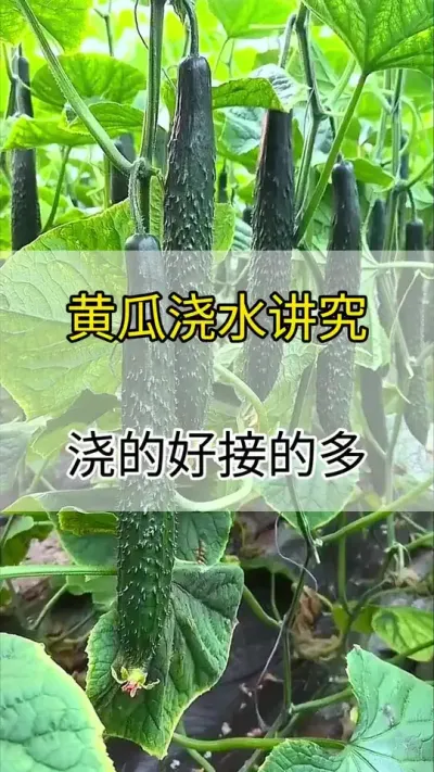 黄瓜浇水讲究多，浇的好，结的多 #黄瓜 #黄瓜种植 #黄瓜高产种植 #服务三农支持三农 #三农