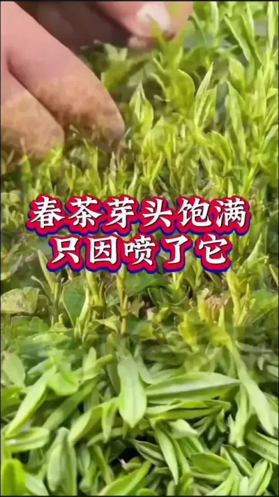 #抖音助农扶农 #服务三农支持三农 #春茶采摘 #茶树 #召唤茶友
