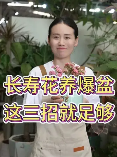长寿花养爆盆，这三招就足够#长寿花 #长寿花养护 #花卉绿植 #养花小知识 #养花人的乐趣