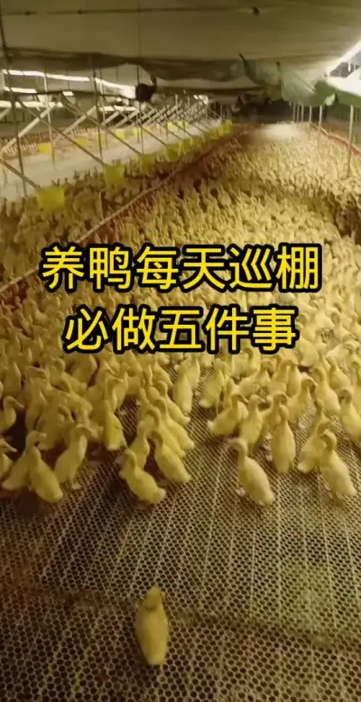 #肉鸭养殖 #养鸭人 #鸭子 #家禽养殖技术分享