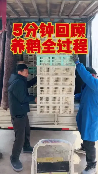 5分钟带你看完，养鹅整个过程！#养鹅 #养鹅技术 #鹅苗 #科学养鹅 #狮头鹅