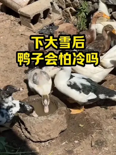 下蛋雪后，鸭子会怕冷吗 #抖音三农#养鸭#养殖