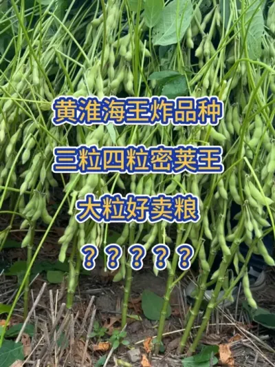 黄淮海王炸品种，三粒四粒密荚王 #农业种植 #服务三农支持三农 #大豆 #大豆高产 #高产大豆