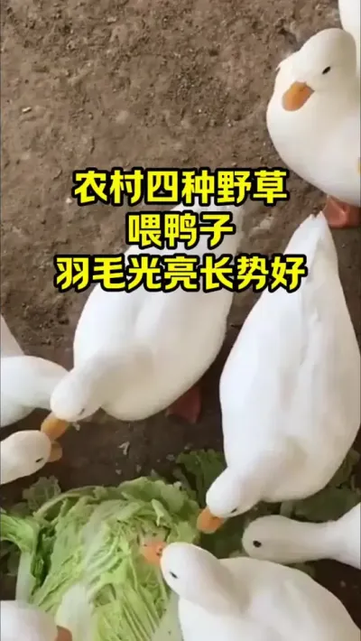 农村四种野草，喂鸭子，羽毛光亮长势好#三农#养鸭#养殖