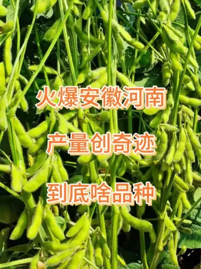 火爆黄淮区，产量创奇迹 #三农流量扶持计划 #大豆种植 #农业种植 #助农 #大豆