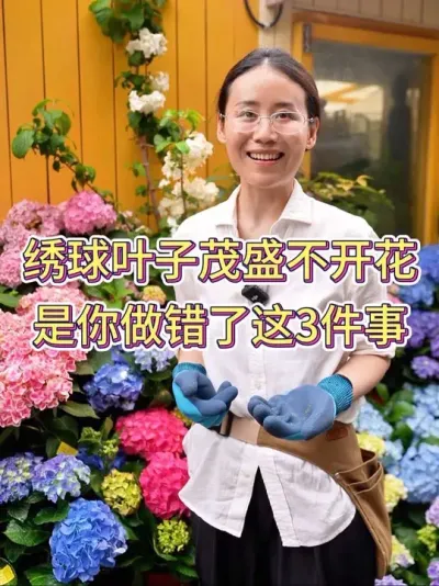 绣球叶子茂盛不开花，是你做错了这3件事#绣球 #绣球养护 #养花小知识 #养花人的乐趣 #花卉绿植