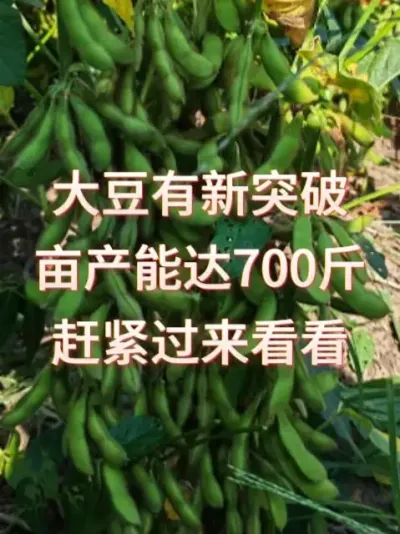 三粒四粒豆，亩产700斤 #增产增收才是硬道理 #优质农产品 #服务三农支持三农 #抖音助农 #产量特别高
