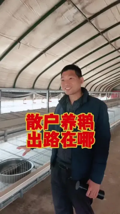 散户养鹅，未来的出路在哪？值得思考。#养鹅 #鹅苗 #养鹅技术 #狮头鹅 #科学养鹅