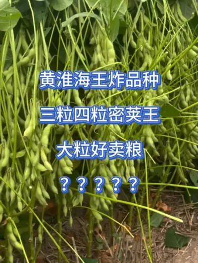 黄淮海王炸品种，三粒四粒密荚王 #服务三农支持三农 #抖音助农 #大豆 #高产大豆 #大豆高产 @DOU+小助手 @DOU+上热门 @抖音小助手