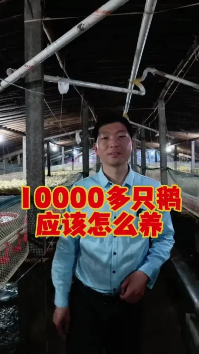 咱们一起来看一下，10000多只鹅，应该怎么来养！#鹅苗 #狮头鹅 #养鹅技术 #养鹅 #科学养鹅