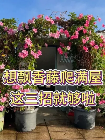 想飘香藤爬满屋，这三招就够啦！#飘香藤 #飘香藤养护 #养花小知识 #花卉绿植 #养花人的乐趣
