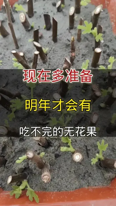 现在多准备来年才有吃不完的无花果#无花果 #种植小技巧
