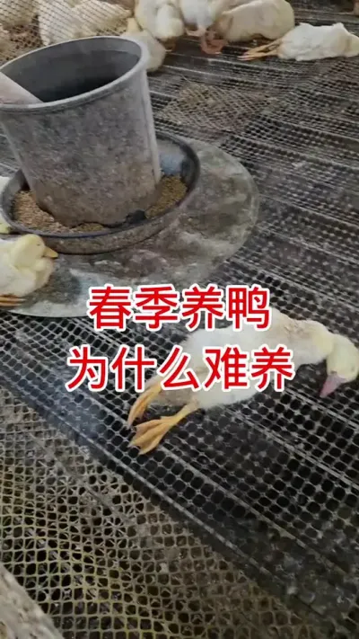 春季养鸭为什么这么难 #鸭子 #肉鸭养殖 #养殖技术 #养鸭人 #养鸭