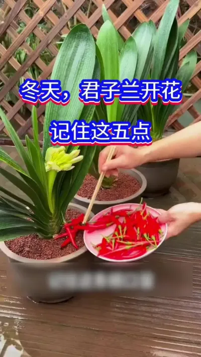 冬天，君子兰开花的秘密#君子兰 #英子园艺 #养花小知识