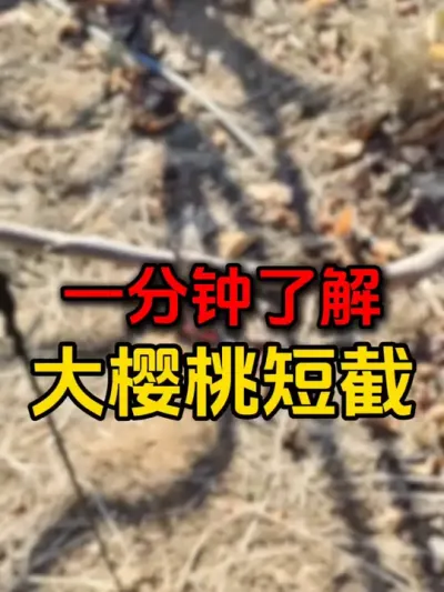 大樱桃短截修剪#大樱桃修剪 #果树修剪 #果园管理 #车厘子大樱桃 #大樱桃树修剪