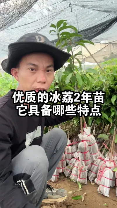 优质的冰荔荔枝2年苗，它具备哪些特点呢？ #荔枝苗 #冰荔 #果树种植