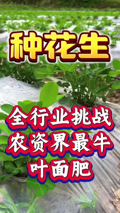全行业挑战农资界最牛叶面肥。#花生种植 #花生高产 #种花生 #花生种植管理技术 #花生高产种植