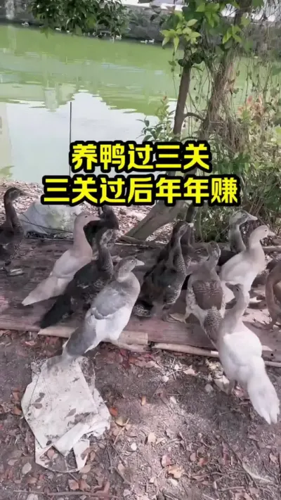 养鸭过三大关，三关过后年年赚 #抖音三农#养殖#养鸭
