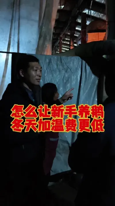 怎么让新手养鹅，冬天的加温费用更低？炉温要设定正确！#养鹅技术分享 #养鹅人 #狮头鹅养殖 #三农养殖 #科学养鹅