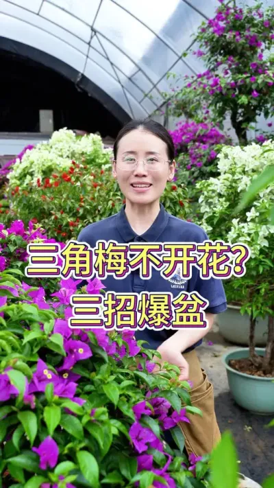 三角梅不开花，三招爆盆#三角梅 #三角梅养护 #花卉绿植 #养花小知识 #养花人的乐趣