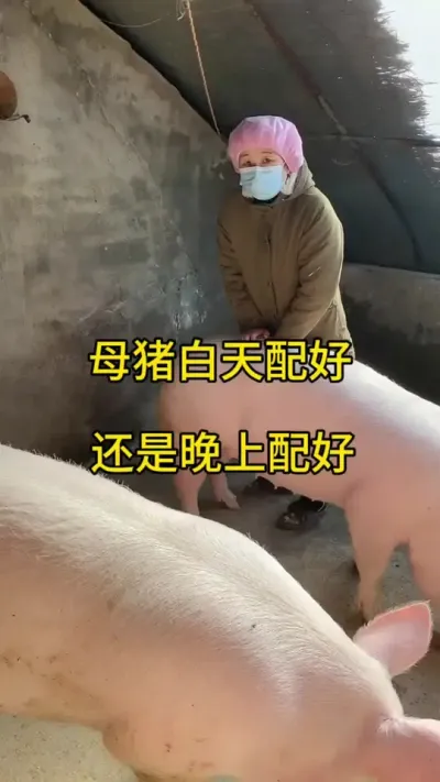 #养猪人加油干 #三农 #自繁自养 #养猪人不容易 #三农养猪