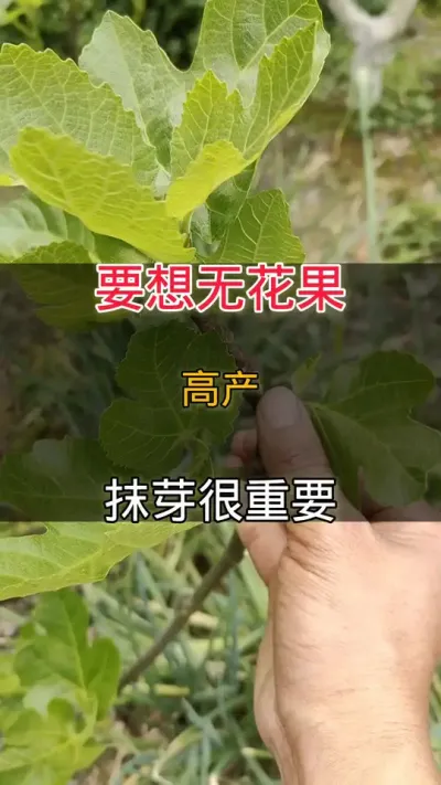 地栽无花果抹芽#无花果#种植小技巧