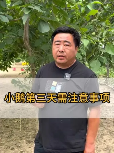 @老张养鸭鹅技术服务部 #服务三农支持三农 #抖音助农 #每天分享养殖技术和经验 #养鹅人 #农村创业养殖